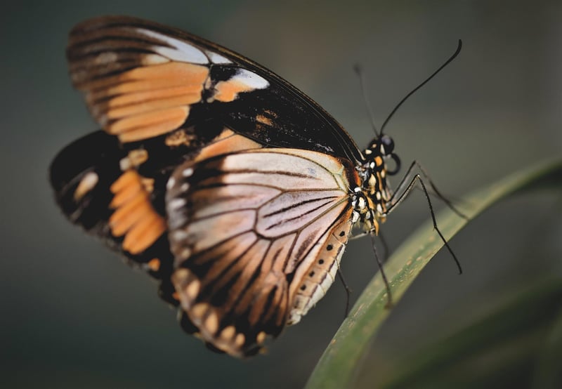 Butterfly representing the Butterfly Effect